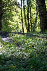 Vegetación patagonia chilena