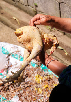 Processing chicken feathers,closeup