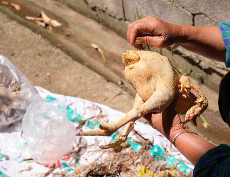 Processing chicken feathers,closeup
