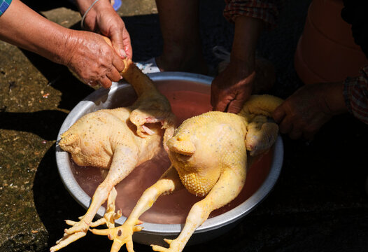 Processing chicken feathers,closeup