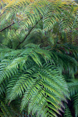 Vegetación patagonia chilena