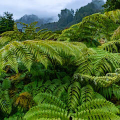 Vegetación patagonia chilena