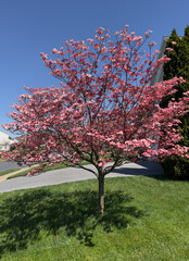 tree in spring