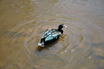 duck on the water