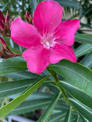 pink and white flower
