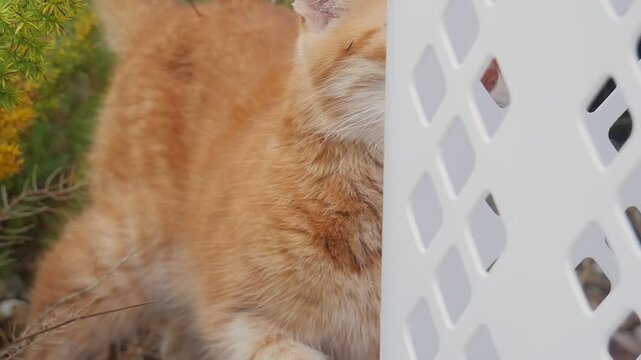 Ginger cat looking through white fence