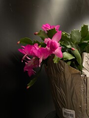 pink, zygo, cactus © Amber