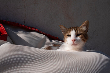 Cat Resting on White Cushion
