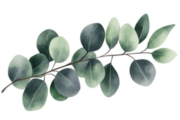 Eucalyptus branch with fresh green leaves, intricately detailed on a transparent background.