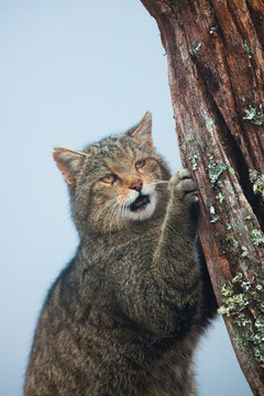 Wildcat sharpening claws on a tree in Cantabrian Spain