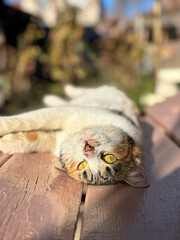 Cat laying on a fence outside