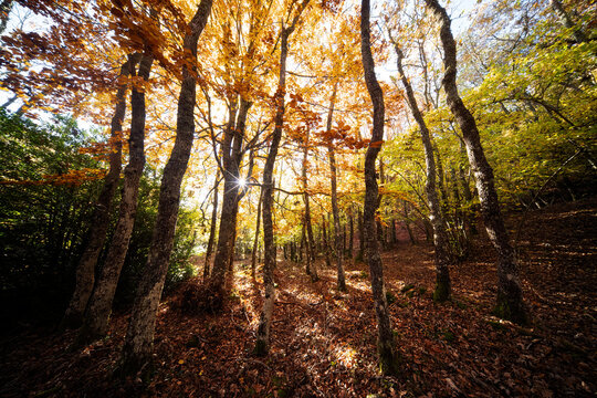Autumn splendor in the forest of Tosande