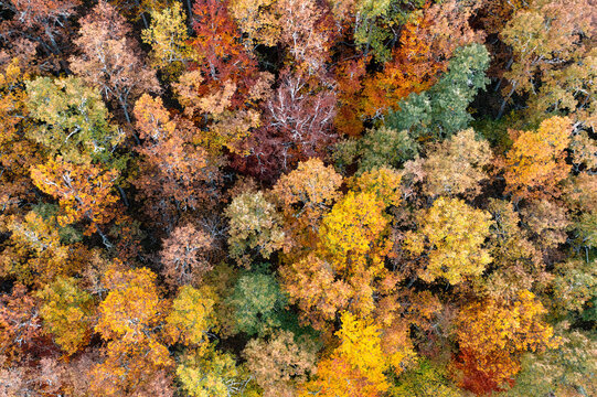 Aerial view of ancient yew trees in Tosande forest