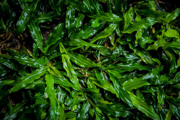 close up of green grass