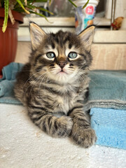 Portrait of a baby grey cat