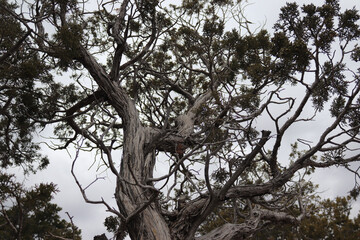 tree in the forest