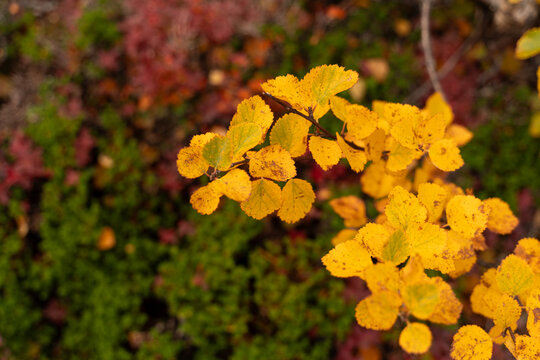 Birch leaves fall