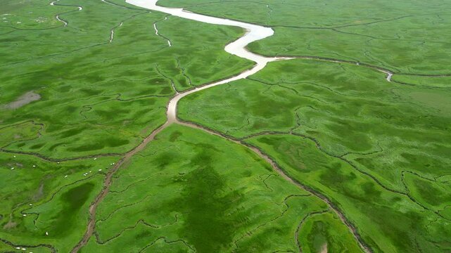 Aerial view of tidal channels and gullies, Saeftinge, The Netherlands