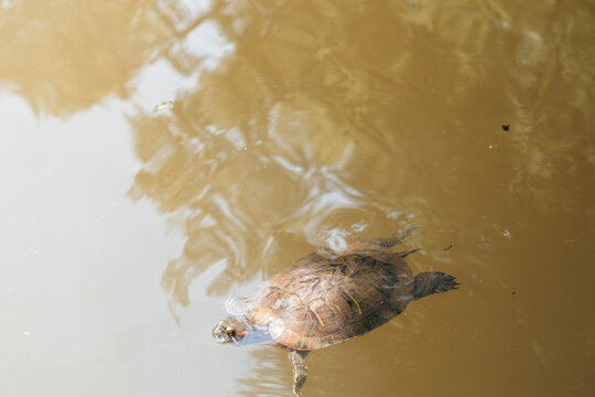 turtle swimming in the water