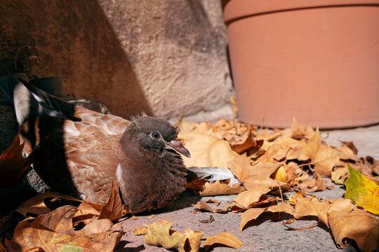 Pigeon Resting Among Autumn Leaves