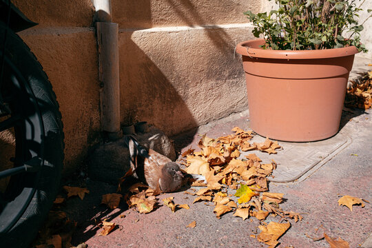 Pigeon Resting Among Autumn Leaves