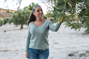 Mature Farmer Harvests Olives in Grove
