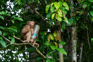Monkey with Plastic Bottle in a Tree. Borneo, Malaysia