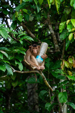 Monkey with Plastic Bottle in a Tree. Borneo, Malaysia