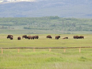 Grazing in Grand Teton