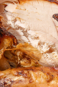 Turkey Closeup