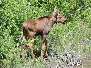 Baby Moose
