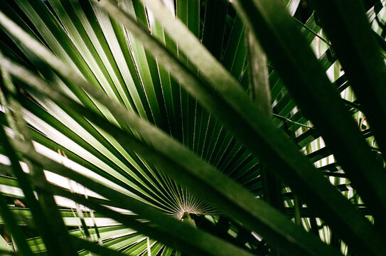 Palm