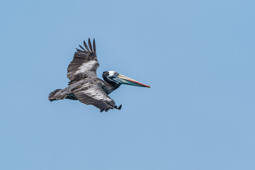 A Peruvian pelican in flight