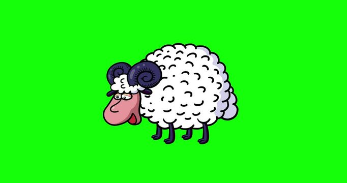 White ram animation bleat baa loop greenbox. Cartoon animated seamless transitions with outline single animal character moves serie. Funny green screen isolated pet anime.