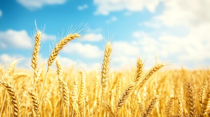 Fototapeta premium Golden wheat stalks sway in a field under a bright blue sky.