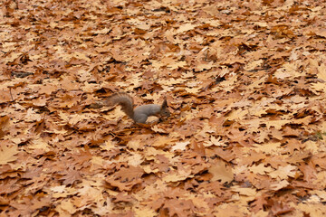 Squirrel in the autumn park with autumn colors, autumn foliage background.