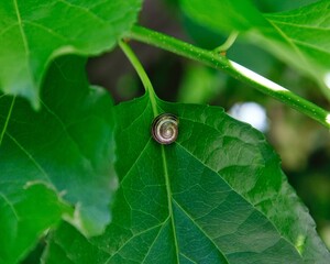 Snail sitting on a green leaf