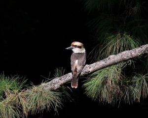 Kookaburra sitting in the sunlight