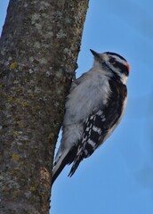 Woodpecker looking for food in trees