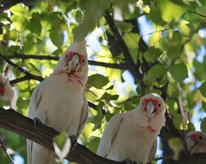 Cockatoos looking down on us