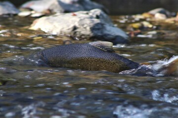 Annual Salmon running late autumn