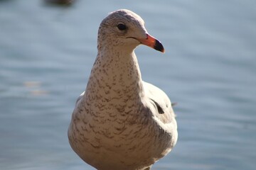 Seagull looking to the side