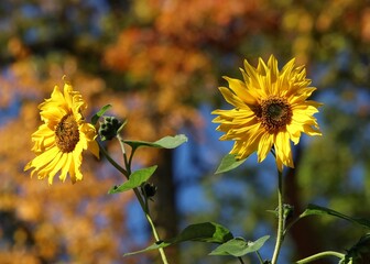 Sunflowers in the autumn sun