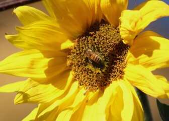 Bee sitting on a sunflower