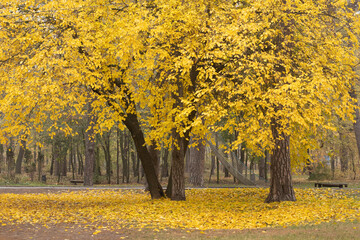 Autumn landscape. Autumn tree with bright golden foliage in autumn park, autumn landscape scene