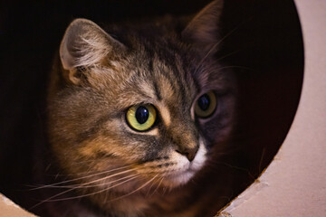 A cute gray British cat with light green eyes lies in the box house and looks