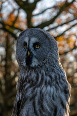 closeup of a great horned owl in autumn