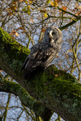 great grey owl perched on a tree branch