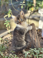 Baby cat playing on a tree