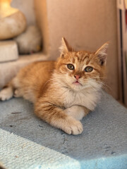 Portrait of a cute kitten